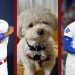 World Series picks leave man, dog commiserating before Game 6