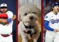 World Series predictions: Man vs dog pick Dodgers vs Blue Jays