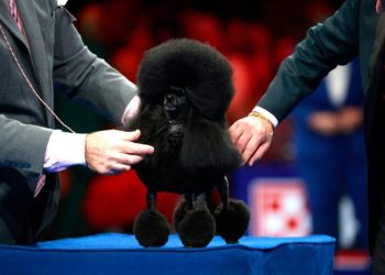 2025 National Dog Show: See the winners from this year’s competition