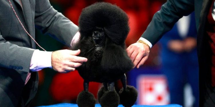 2025 National Dog Show: See the winners from this year’s competition
