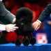 2025 National Dog Show: See the winners from this year’s competition