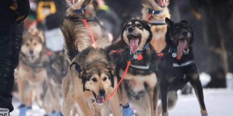 Iditarod underway as mushers, sled dogs begin 1,000-mile race